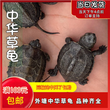 中华草龟乌龟活物黑腹金线观赏宠物小乌龟龟苗养殖场批发
