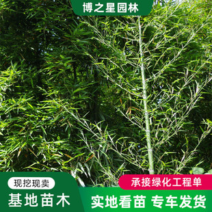 ���������l���^ɫ�K�G�h���̾G����ľ�ļ�����ͥԺ�Nֲ Ҏ���Rȫ