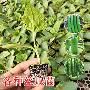 ��z�����ļ��ش��＾�����߲��ﲥ�����Ϸ��N�������ͺ�������ȫ