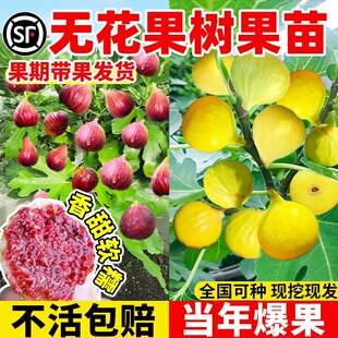 �o��������粨���t�����Ե��԰��������ϱ�������Y���o������