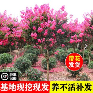 �t����ޱ����ͥԺ���ܴ���ֲ��������ޱ����e���G�����Զ༾�_��