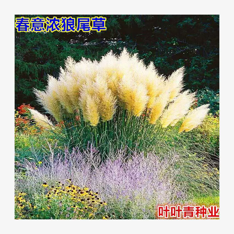 Семена декоративной травы волчка для защиты склонов, семена травы собачьего хвоста, красивые и легко выращиваемые цветы в любое время года, семена тростниковой травы.