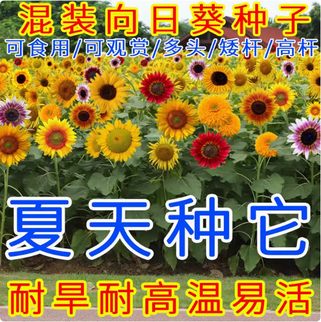 Sunflower Seeds, Dwarf Four-Season Sowing and Flowering, Tall Ornamental Potted Courtyard Edible Sunflower Seeds Sunflower Seeds, Dwarf Four-Season Sowing and Flowering, Tall Ornamental Potted Courtyard Edible Sunflower Seeds