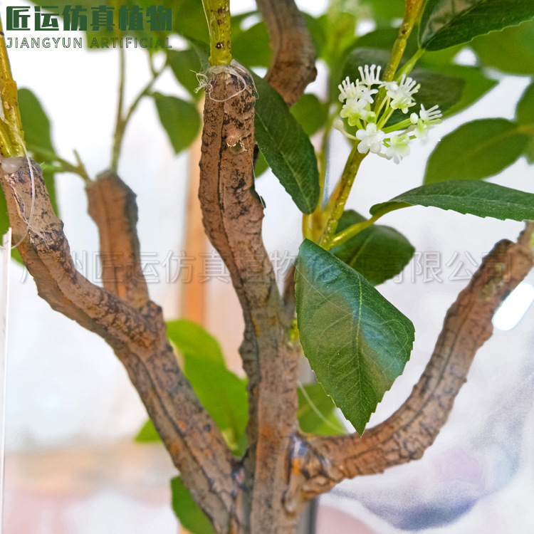 月桂树盆栽 头条搜索