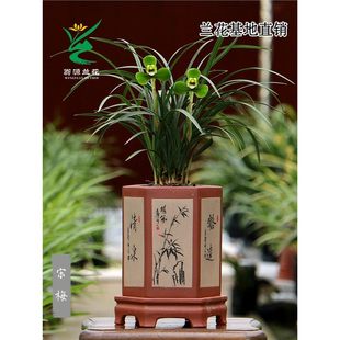 ��Դ�m���紺�m�ϰ˷N��÷�ϼ��A������������B�҃ȾGֲ��������