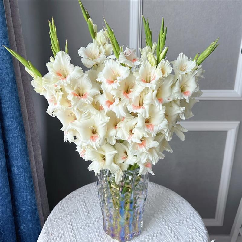 5颗剑兰荷兰种球唐菖蒲室内阳台庭院兰花盆栽花