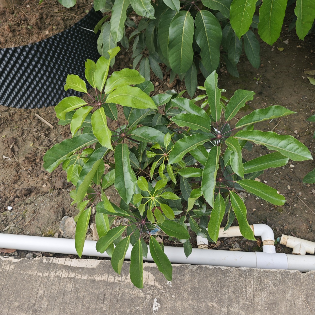 2412B Base Supply, High 80-100cm Large Leaf Umbrella, Indoor Potted Plant, Australian Duck Foot Wood, Greening Project