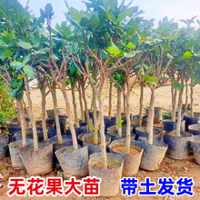 �o��������玧���ش󲨼��t���Ե����Ϸ������Nֲ�����o������