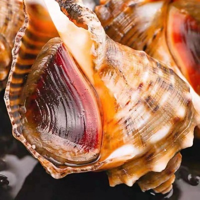 海螺鲜活批发特大小中特大贝壳水产贝类海鲜水产田螺类厂家独立站