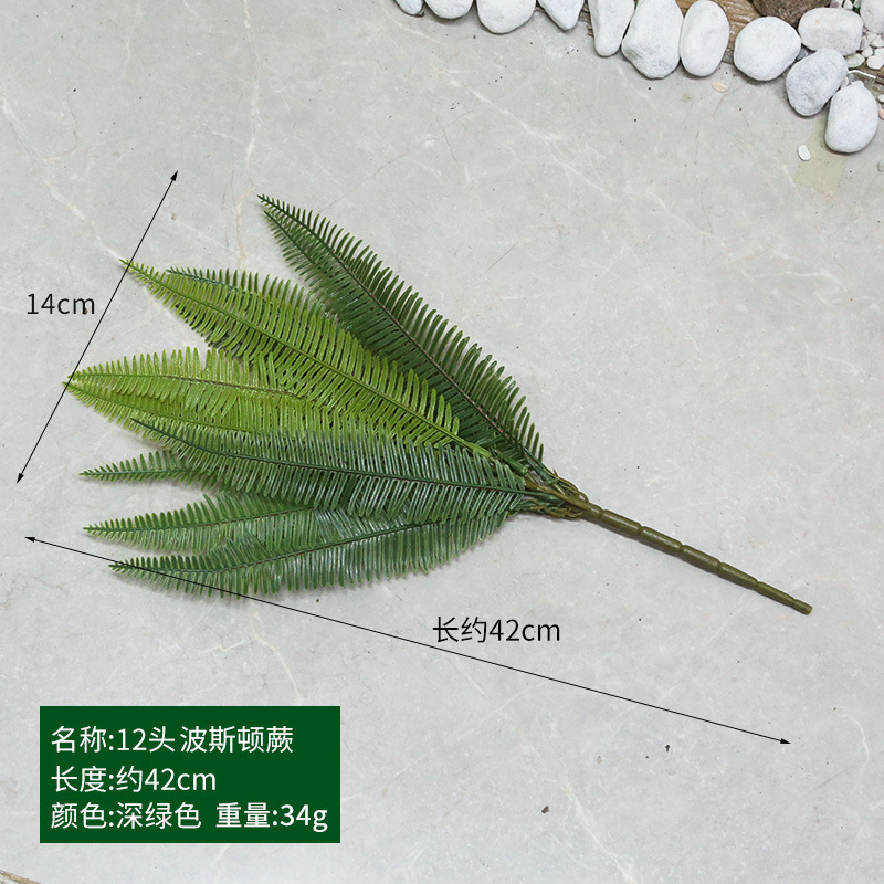 A-Boston Fern