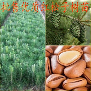 �t���Ӻ����Ӱ������Ә���|���������ј���Թ�������ɮ���Y��