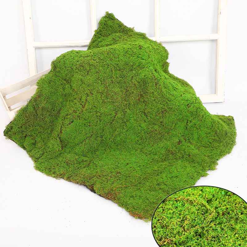 Lichen granulosa