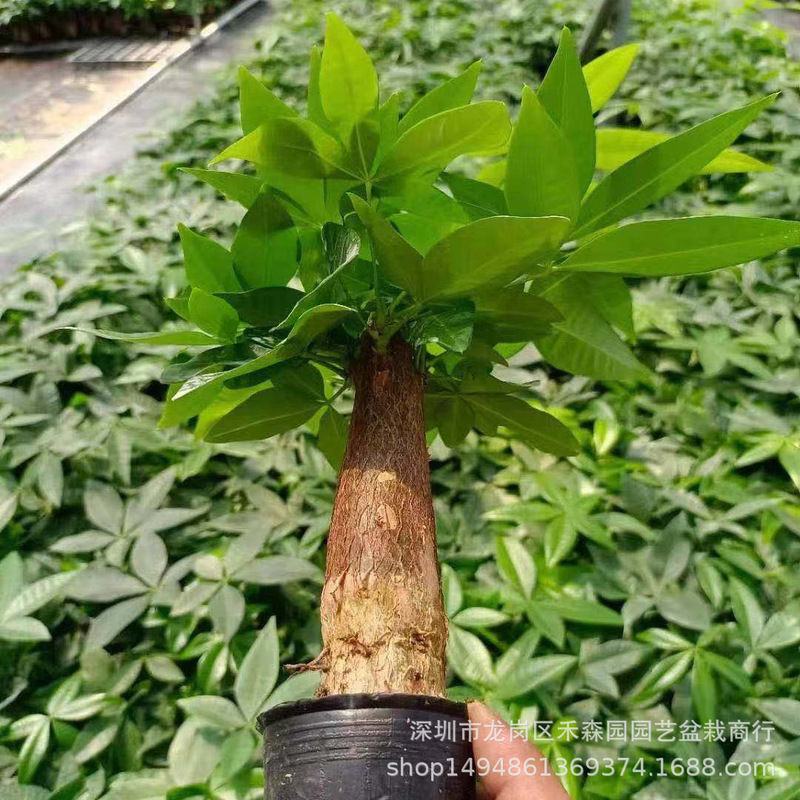Money Tree Potted Green Plants 60 Office Living Room Indoor Bonsai Easy to Raise Small Money Tree Base Wholesale Direct Supply Money Tree Potted Green Plants 60 Office Living Room Indoor Bonsai Easy to Raise Small Money Tree Base Wholesale Direct Supply