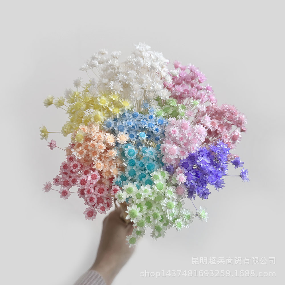 【巴西小星花】星星花浮游花香薰花瓶花材DIY材料摄影非常迷你