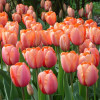 Tulip species ball big ball tulip seeds soil Peiwu View flower potted potted perennial ball root -resistant flowers