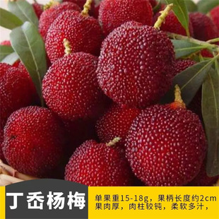 ��ᷖ|����÷�����÷���ش��ϱ����Nֲ���Ԯ���Y����÷�箔��