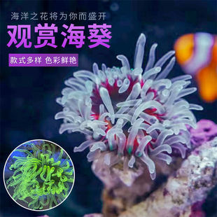 Anemone Sea Tank Pet Pet Coral Landscape Seagrass Sear Star Наблюдая за рыбой морской водой.