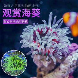 海葵海缸宠珊瑚造景海草海星观赏海水鱼尼莫小丑鱼厂家直销跨境