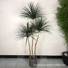 新款 仿真植物盆栽套装 龙血树 带黑色塑胶盆胶片叶 2色