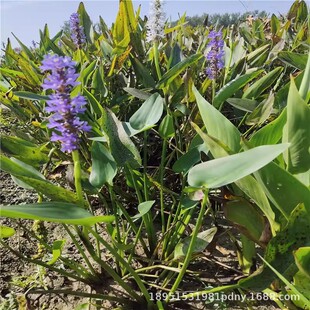 �������� ���~��Ȼ� �ɞa�� ���~�� ˮ������ ˮ���� ˮɏ���ϻ�