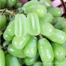 �������ј��m��޷�����������ꖹ�õ���ͺ��{��ʯ���Nֲ�������