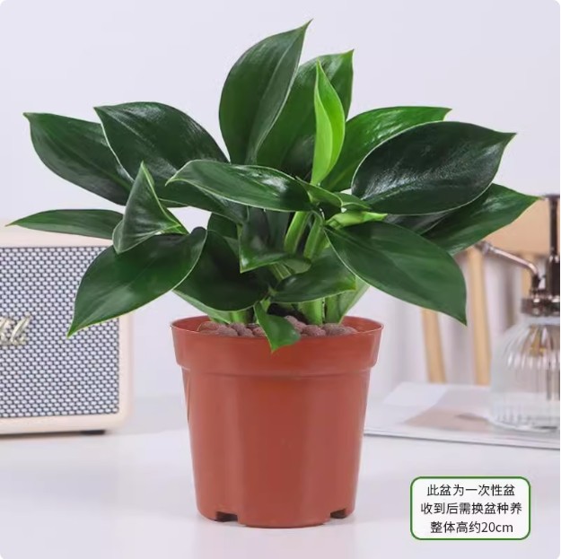 [한정판매] 골든다이아몬드 20CM 오리지널 흙냄비 + 영양액