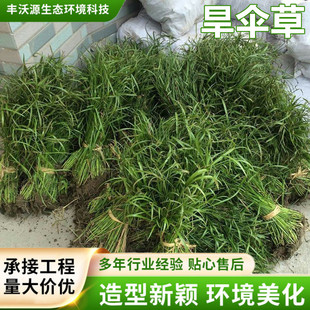 �����ͦˮֲ�� �L܇��ˮ��ֲ��  ˮ��ݹ��@ˮ�w��ؾG��������