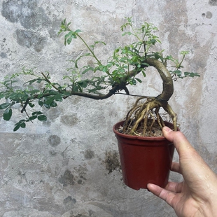 提根懸崖對節白蠟老樁游龍造型盆景游龍小葉榆樹庭院花園綠植盆栽
