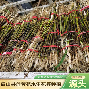 30- 150cm Reed Seedlings Wholesale Wetland Greening Undertake to Plant Reed Self-Produced Self-Marketing