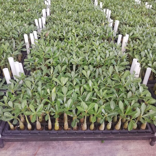 Flower seedlings wholesale desert rose seedlings source…