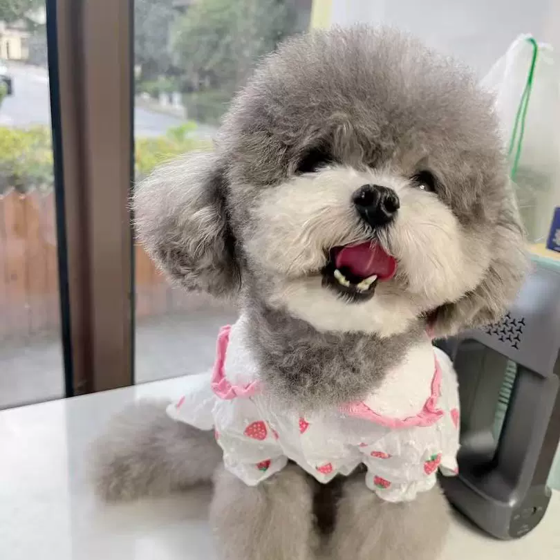 纯种灰泰迪幼犬活体爆红小体泰迪茶杯犬卷毛棕色宠物泰迪活物狗狗