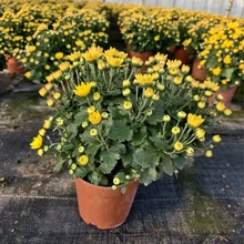 Ԫ�������S�����Ի���ֱ�N���_�lƱ�������������V�ݻ���ֱ�l