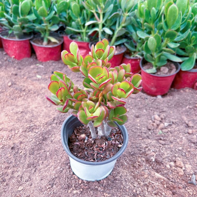 멀티헤드 레드플라워문 1인분