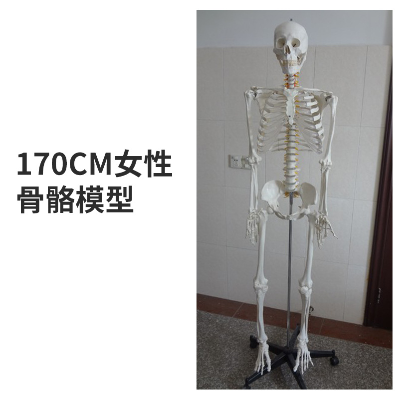 85cm�������ģ��170cmȫ�����˹Ǽ�����ģ��С���ý�ѧ��׵ģ��