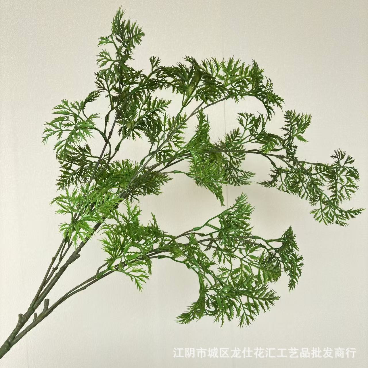 Podocarpus verde