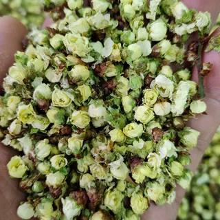 绿梅花 绿萼梅 中药材绿梅花 各种规格商用花茶原料大货批发
