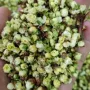 各种商用原料中药材