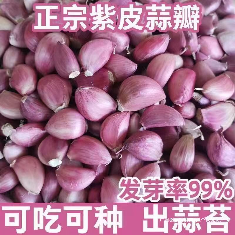 Garlic Seeds, Purple-Skinned Garlic Seeds, Garlic Seedlings, Garlic Sprouts, Purple-Skinned Garlic Seeds, Garlic Seed Factory