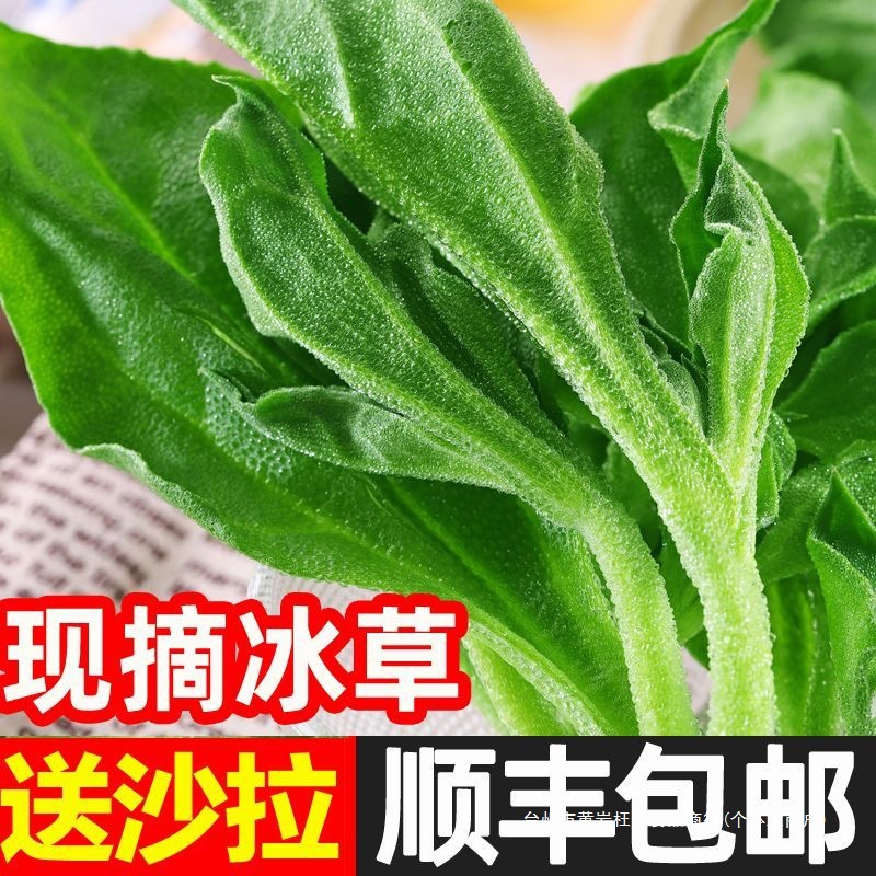 沙拉菜整箱即食新鲜非洲冰叶花蔬菜火锅生吃冰菜冰草凉拌其他包邮