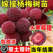 ÷ڼ޽Ӗ|̿÷Ϸش箔Y