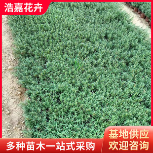 �Ե��������� �_��С������Nֲ���ֲ���^�p���ܰ�������é����