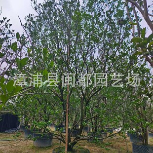 ���� 3m �����M֦ �ﶬ�^���쾰 �߶�ͥԺ���^ �������ݻ���ֱ��