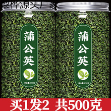 长白山蒲公英散结茶新鲜干浦公英根叶的功效代发