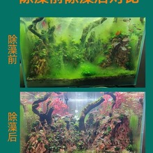 黑壳虾除藻虾鱼缸水草清洁工具迷你观赏米虾宠物活体饲料淡水两广