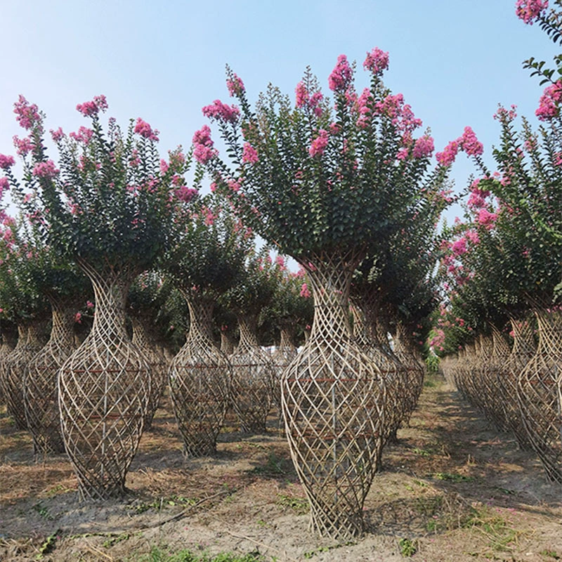 Ваза для лагерстроемии редактирование лагерстромии растения Чэнду ландшафт озеленение саженцы моделирование двора растения цветы и деревья