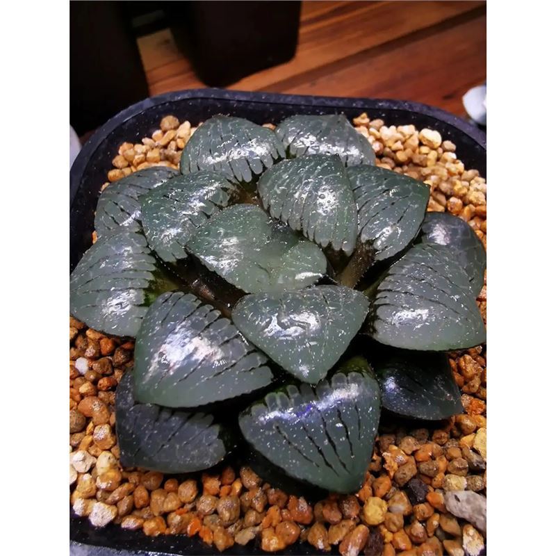 일월潭【 4-6cm 】