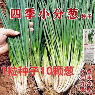 Onion Seeds in Spring, Summer, Autum and Winter, Balcony Potted Vegetables in All Seasons, Duoduo Small Chive Seeds, Small Onion Seeds