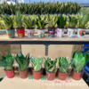 Base direct supply ｜ Various tigerpi mixed lazy painted water storage potted houses and home flower green plants resistance
