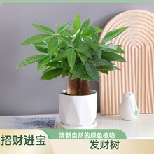 发财树盆栽老桩客厅办公室内茶桌吸水好养净化空气除甲醛绿植直销