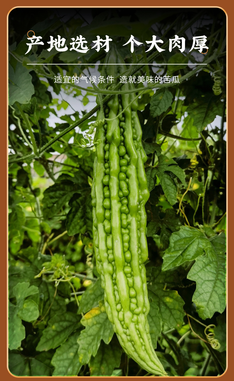 Bitter Melon Crisps Ku Gua 100g Ready to Eat Vegetable Chips Healthy Snack specifications